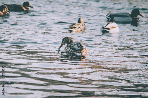 A flock of wild ducks on the water