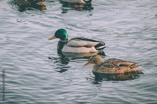 A pair of wild ducks on the water