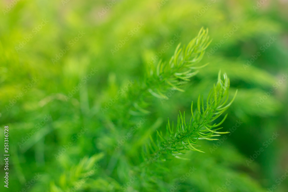 Close up Treetops green Background for text Close up Treetops green Background for text