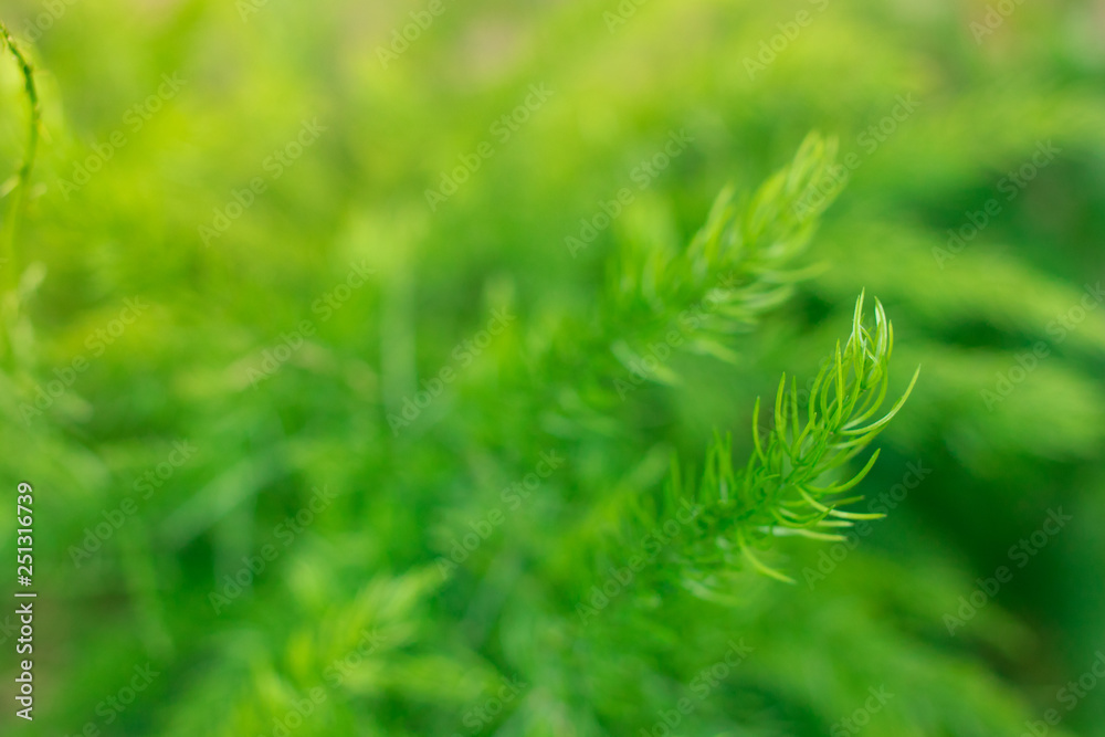 Close up Treetops green Background for text Close up Treetops green Background for text