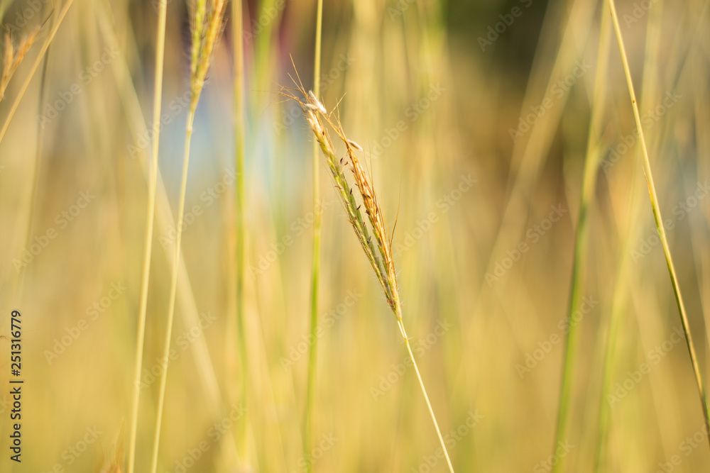 Yellow grass background for text Yellow grass background for text