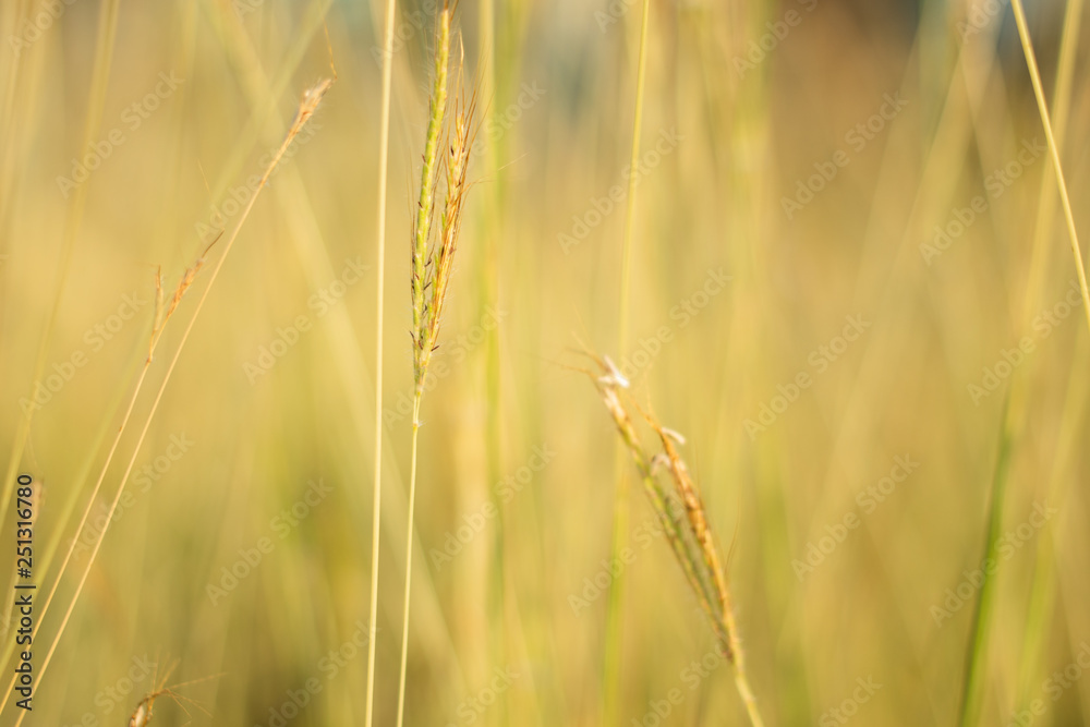 Yellow grass background for text Yellow grass background for text