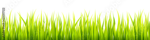 Bright springtime lawn banner. Seamless summer or spring grass decoration. Fresh greenery height.