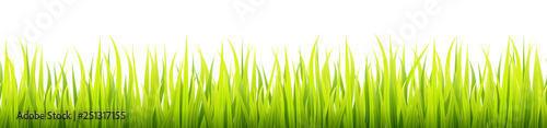 Fresh and green spring grass growth. Springtime lawn lighted with a sunlight during the day time. Seamless herbal height banner.