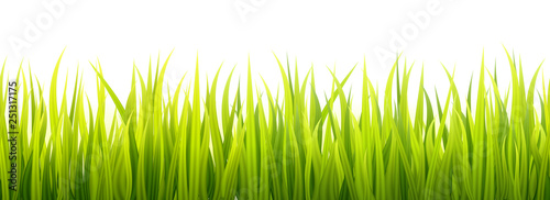 Seamless spring grass lines for edging, footer and decorations. Springtime sprouts grows in a daylight.