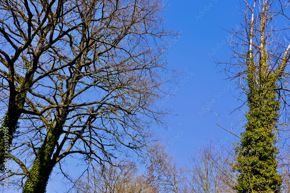 Fototapeta premium ARBRE FORET