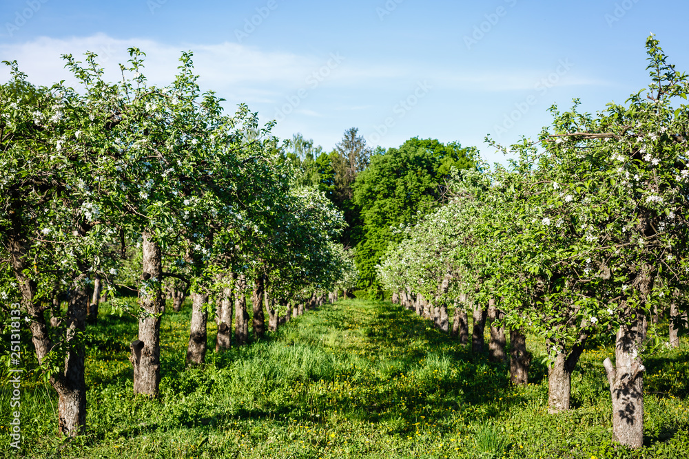 Apple blossom on an apple tree in a domestic garden with sun shining behind