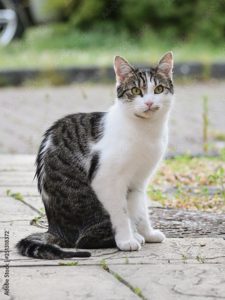 Cat Portrait - outside