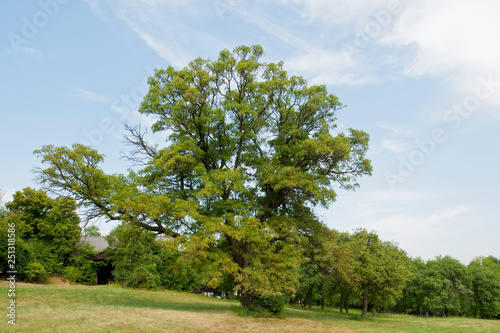 sorb tree, sorbus domestica photo