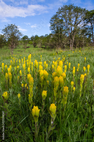 Endangered Species - Endangered Golden Paintbrush (Castilleja levisecta). Finley National Wildlife Refuge, Willamette Valley, Oregon.