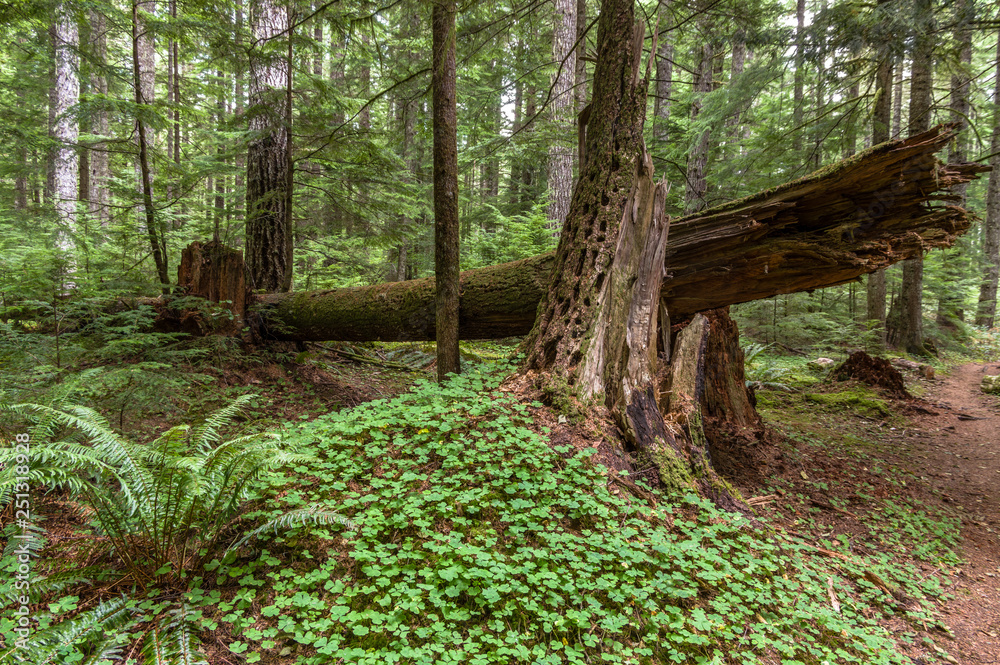 Ancient Forest Habitat - Understory of an Old-growth Douglas Fir (Pseudotsuga menziesii) Western Hemlock (Tsuga heterophylla) forest in the Pacific Northwest. Focus on covered stump with Pileated Wood Ancient Forest Habitat - Understory of an Old-growth Douglas Fir (Pseudotsuga menziesii) Western Hemlock (Tsuga heterophylla) forest in the Pacific Northwest. Focus on covered stump with Pileated Wood