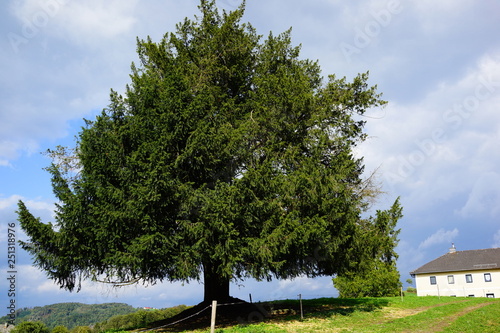 yew tree, taxus baccata photo