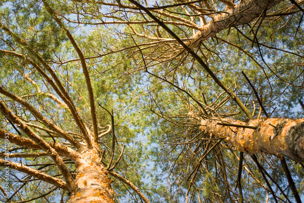 Fototapeta premium Pine trees bottom up view.