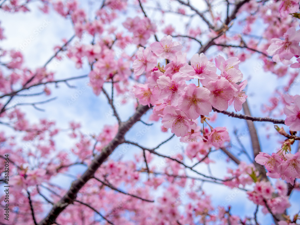 【静岡県伊豆の国市】満開の桜【城山桜】 【静岡県伊豆の国市】満開の桜【城山桜】