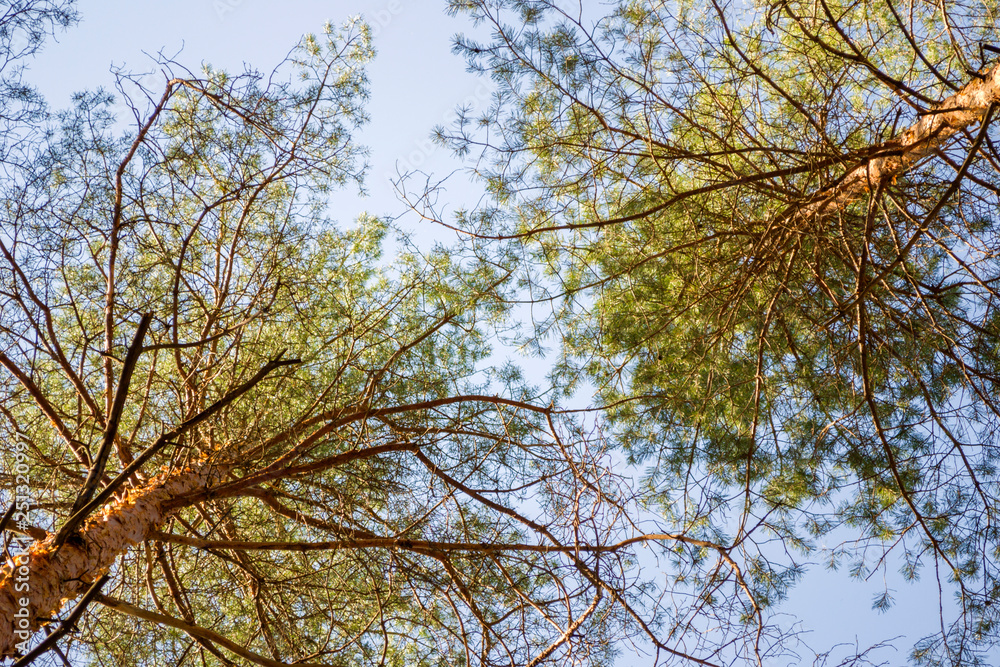 Pine trees bottom up view. Pine trees bottom up view.