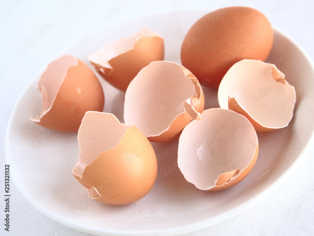 Eggshell membrane and egg of eggshell 卵の殻の卵殻膜と卵 Eggshell membrane and egg of eggshell 卵の殻の卵殻膜と卵