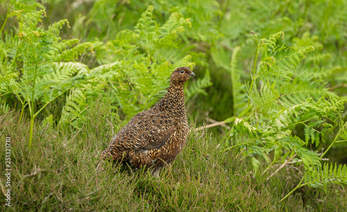 Red Grouse (Lagopus lagopus) in natural habitat of heather, grasses and reeds on Grouse Moor.  Horizontal