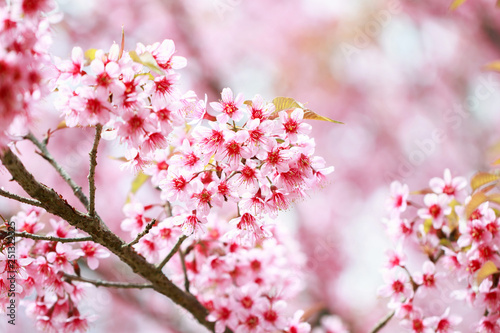 Wild Himalayan Cherry Blossoms in spring season  Prunus cerasoides   Sakura in Thailand  selective focus  Phu Lom Lo  Loei  Thailand.