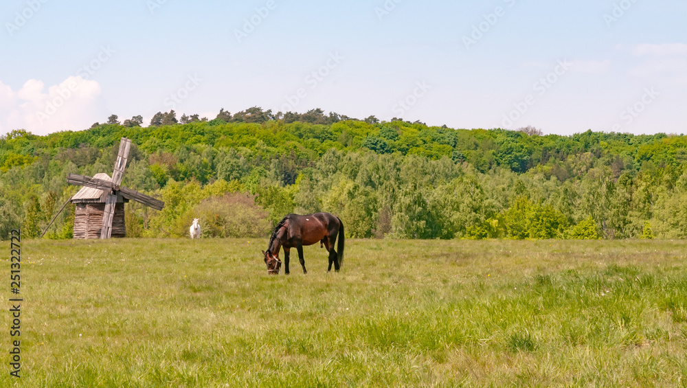 A brown stallion in a green meadow with an antique wooden windmill in the Ukrainian country near Kiev A brown stallion in a green meadow with an antique wooden windmill in the Ukrainian country near Kiev