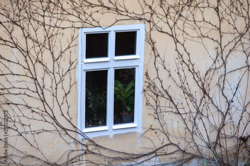 Window overgrown with ivy © kpn1968