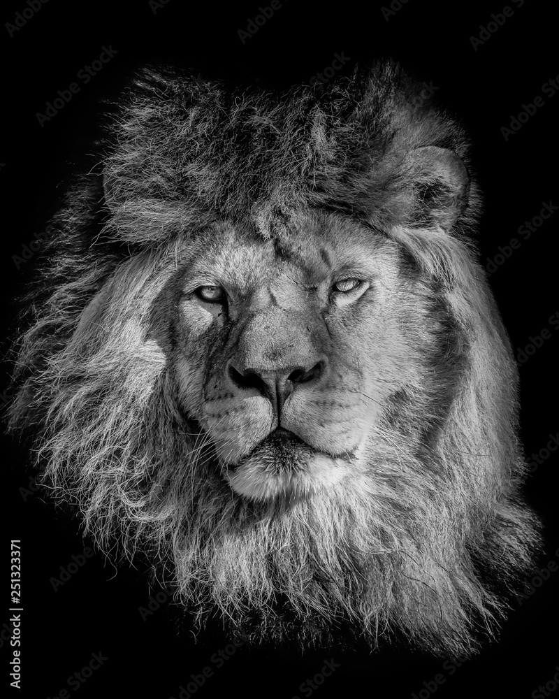 Black and white poster lion