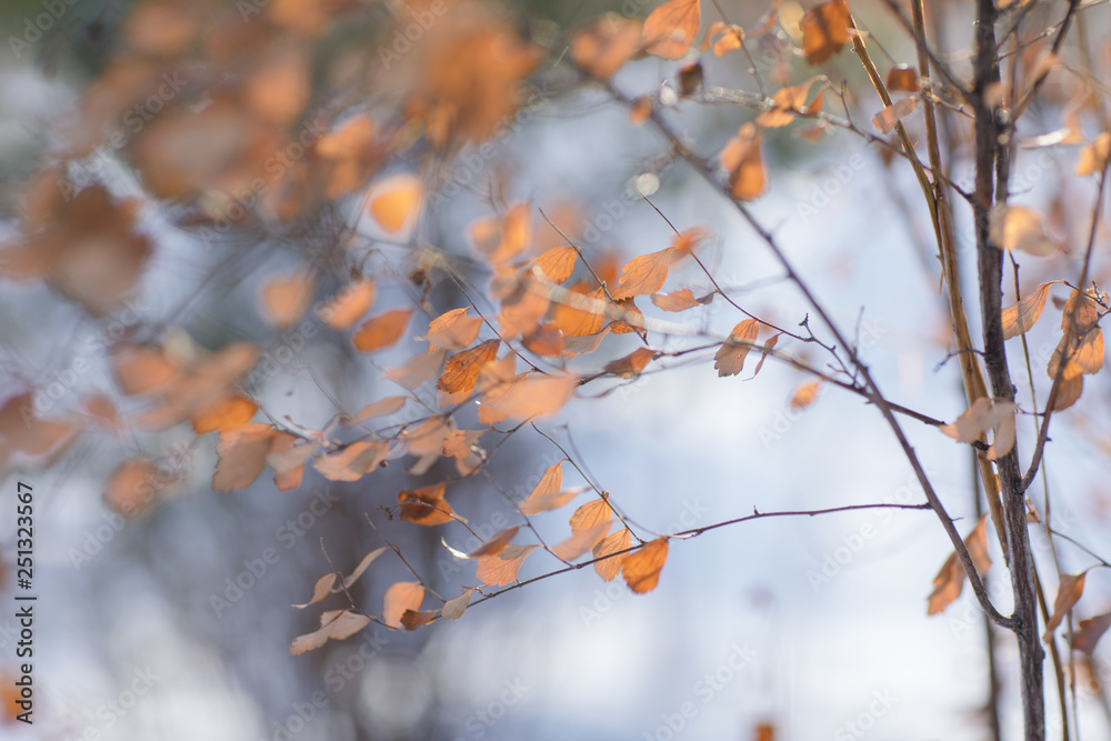 dry orange leaves on the branches. light blue background dry orange leaves on the branches. light blue background
