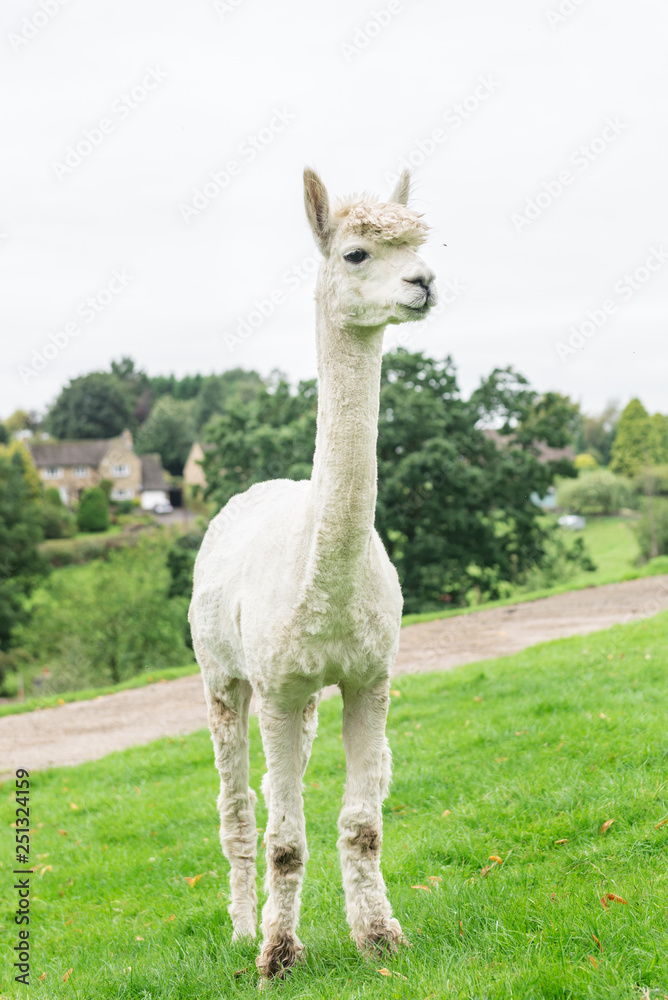 Obraz premium Cute and Sheared Lllamas in English countryside.