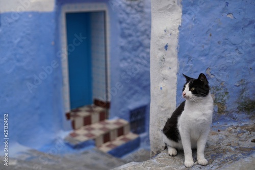 A cat in Chefchaouen, Morocco © PepperCrab
