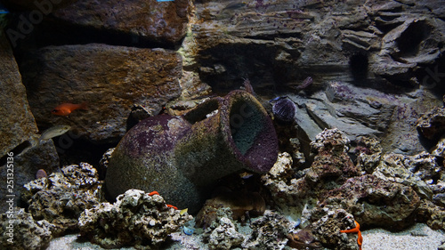 Coral reef fish swimming in front of anemones corals photo