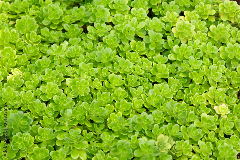 Small green plants as a full frame image Small green plants as a full frame image