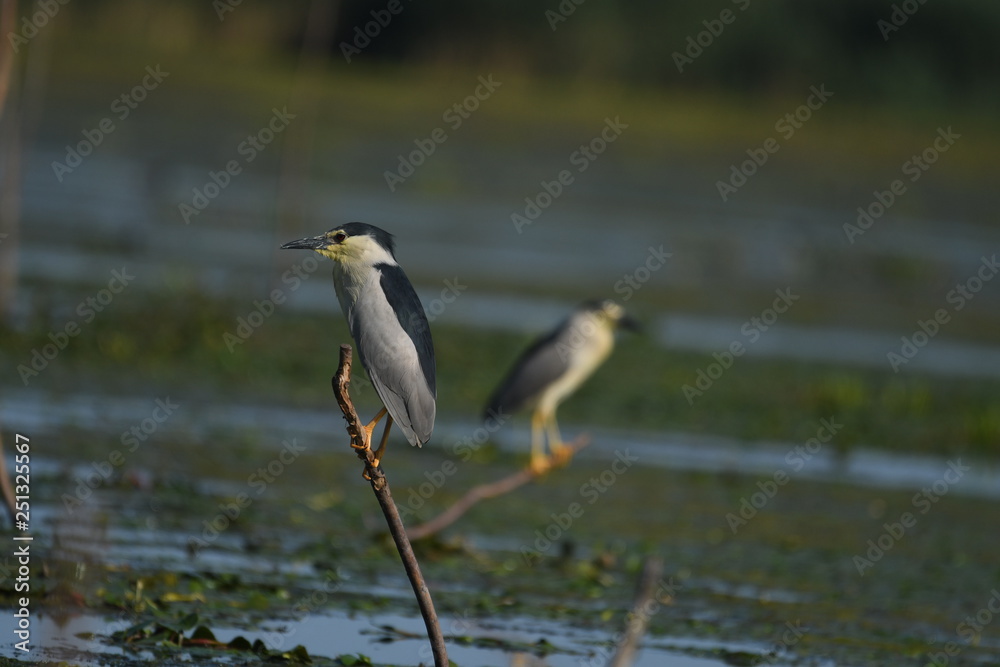 Night Heron (Nycticorax nycticorax) Night Heron (Nycticorax nycticorax)