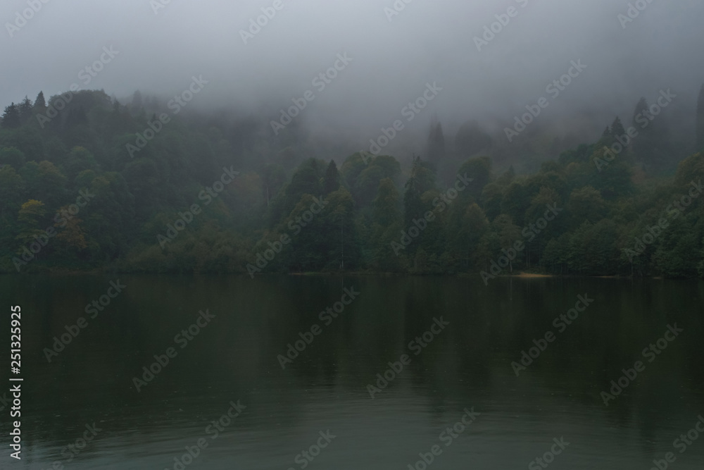 forest in the mountain among fog in border of the lake