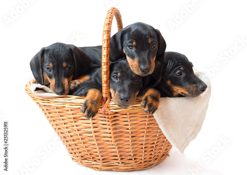 Five two-month smooth black and tan dachshund puppies in basket