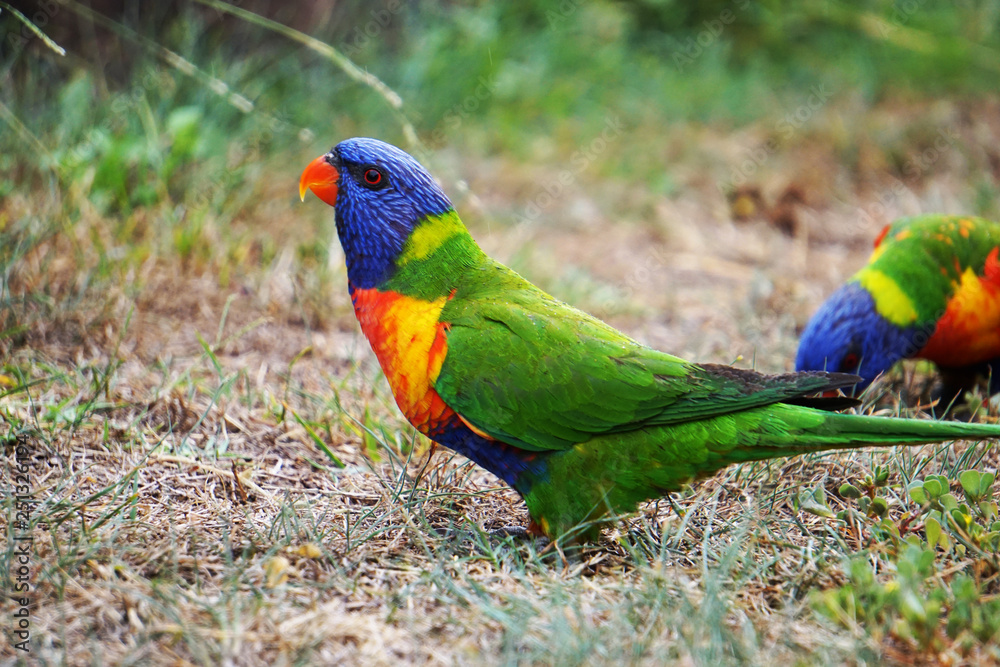 Naklejka premium rainbow lorikeet 