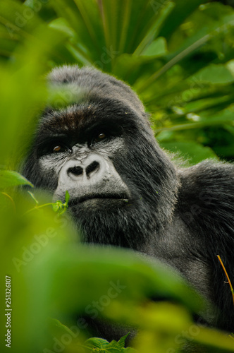 George, Silverback Mountain Gorilla photo