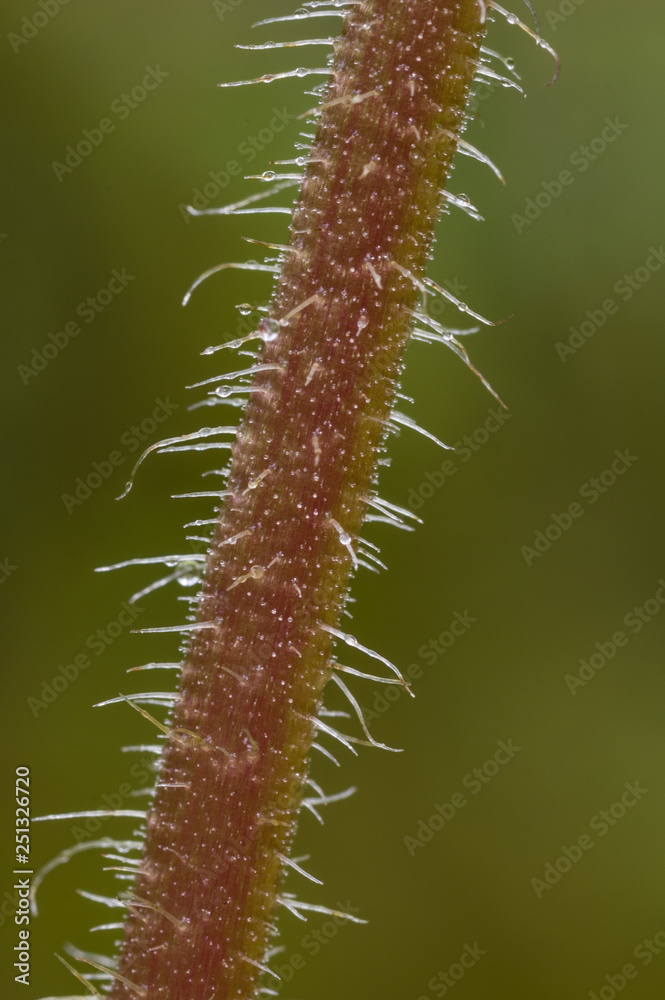 Hairs (trichomes) on the stem of Waterleaf Hydrophyllum sp). Hairs (trichomes) on the stem of Waterleaf Hydrophyllum sp).