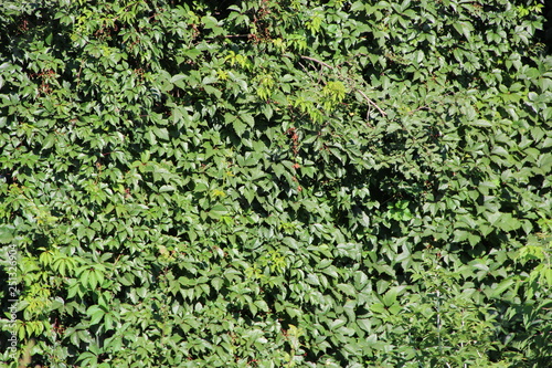 Wallpaper Mural Thick thickets of echinocystis climbing in garden. Leaf wall Torontodigital.ca