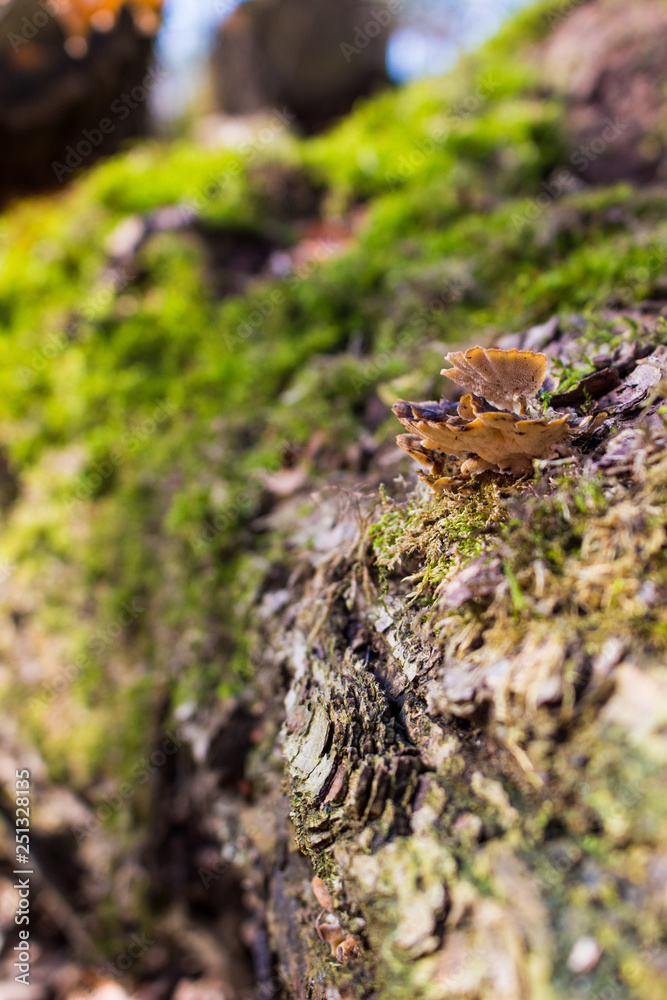 moss an mushroom at the tree