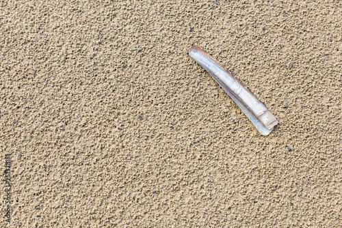 Photos A razor clam (ensis ensis) lying at the beach