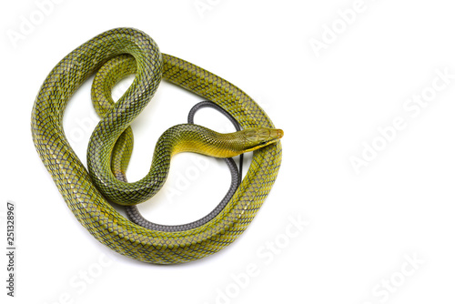 The red-tailed green ratsnake isolated on white background