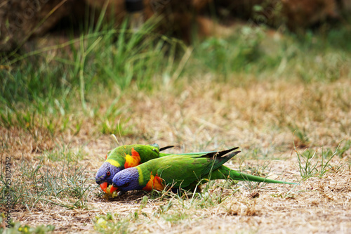 Birds sharing food
