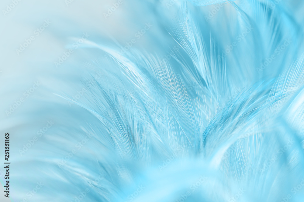 Blue chicken feathers in soft and blur style for background Blue chicken feathers in soft and blur style for background