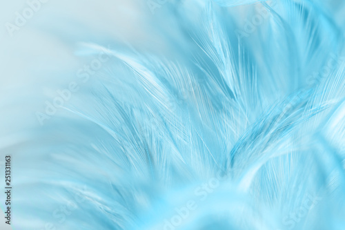 Blue chicken feathers in soft and blur style for background © jintana