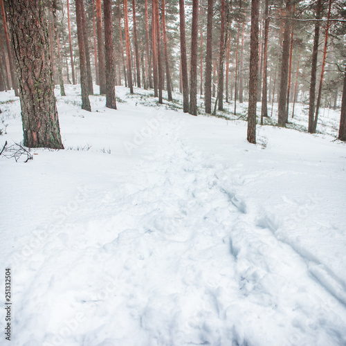 Winter forest with pines in snow. © Billijs