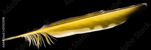 Фотография Northern Flicker Feather - Feather from a Yellow-shafted Norther Flicker(Colaptes auratus)