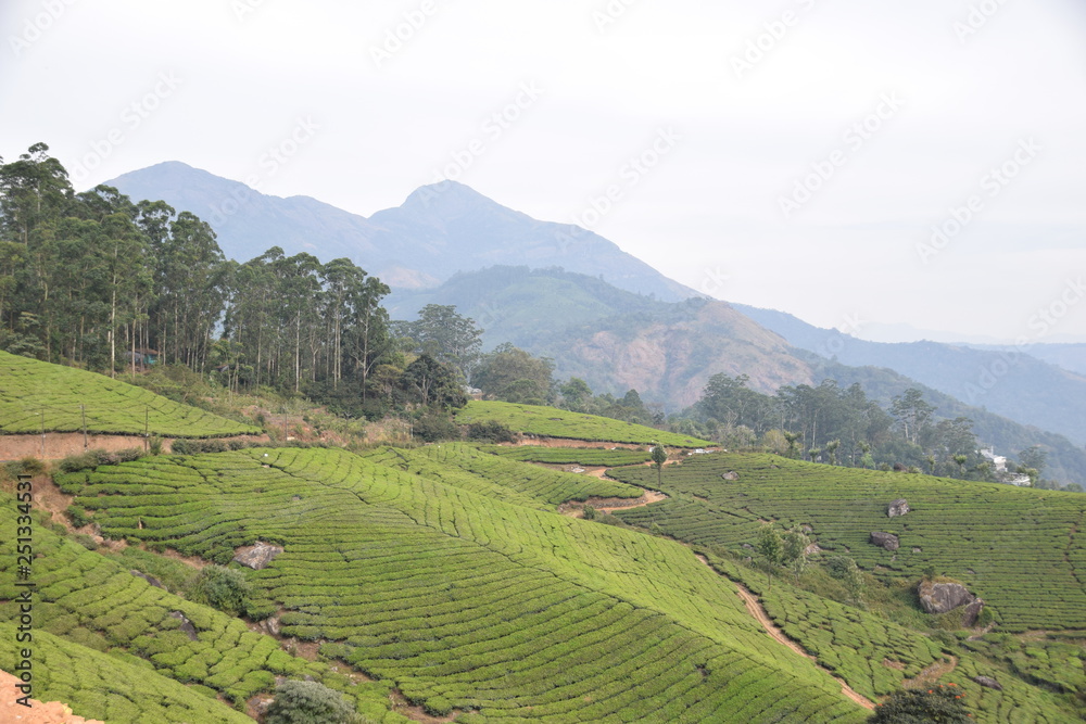 Tea plantation near Munnar, Kerala, India