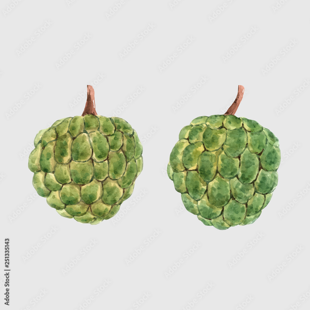 Fototapeta premium Watercolor cherimoya fruit vector illustration