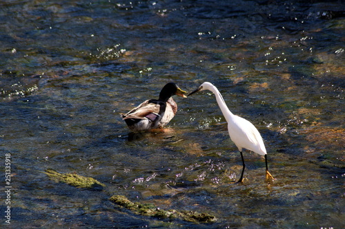 Egret in river, Alenquer, Portugal photo