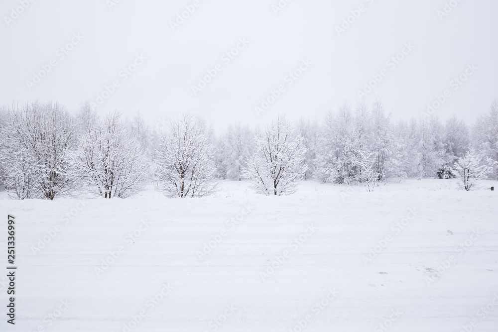 Scenic image of spruces trees. Frosty day, calm wintry scene. Location Russia. Great picture of wild area. Tourism or Christmas concept.