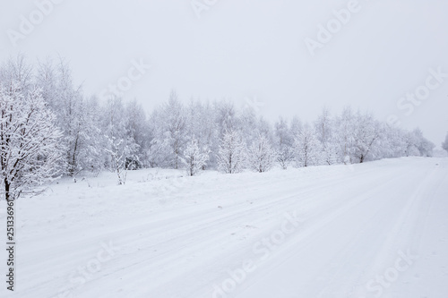 Scenic image of spruces trees. Frosty day, calm wintry scene. Location Russia. Great picture of wild area. Tourism or Christmas concept. © petrrgoskov
